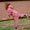 A child in an EcoSplash Waterproof Fleece Lined Puddle Suit Pink climbing a wooden fence against a brick wall backdrop.