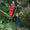 Two children in a garden. One wears Rainy Day Waterproof Dungarees Red, the other blue. Both are stood on a tree branch and smiling.