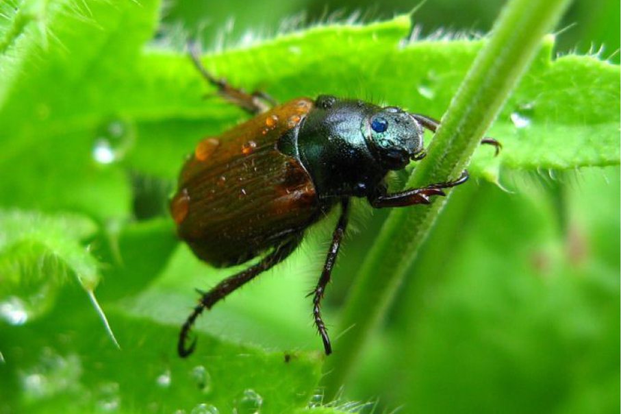 close up of a beetle on a green leaf