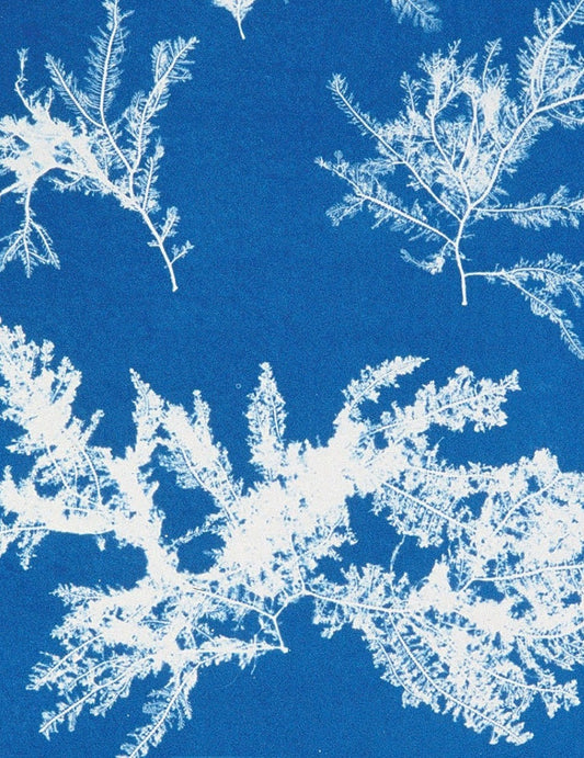 white silhouette of leaves on a bright blue background