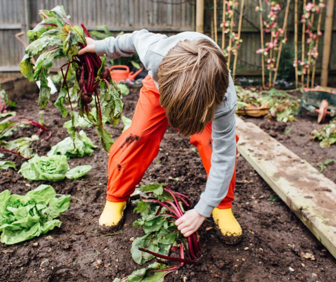 child stood in vegetable patch, pulling beetroot out of the ground, wearing vibrant red muddy puddles waterproof trousers