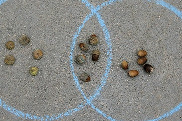 venn diagram drawn on pavement with blue chalk, with acorns in each section