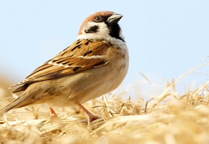 close up of bird stood on straw, with blue background