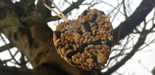 heart shaped bird feeder hanging in a tree