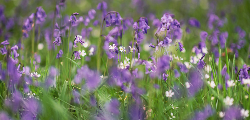 wild bluebells