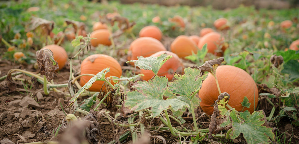 pumpkin field with large orange pumpkins, green leaves and mud