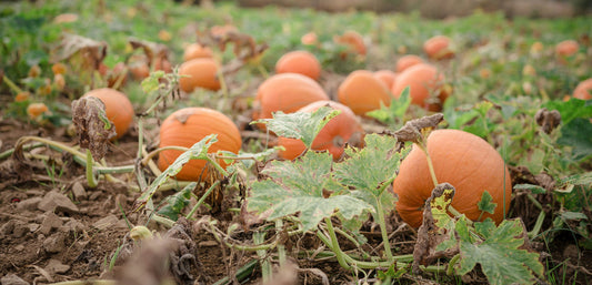 pumpkin field with large orange pumpkins, green leaves and mud