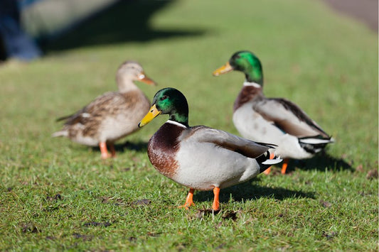 close up of mallard ducks