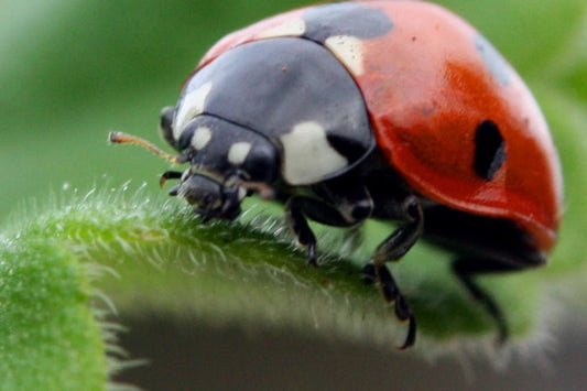 close up of a ladybird on a green leaf