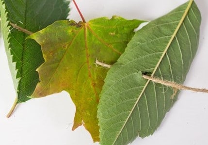 green leaves on a string