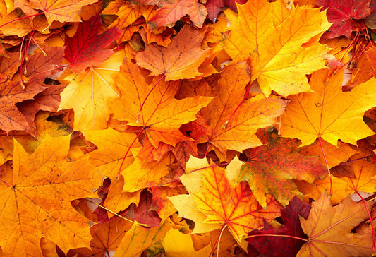 close up of orange autumn leaves on the ground