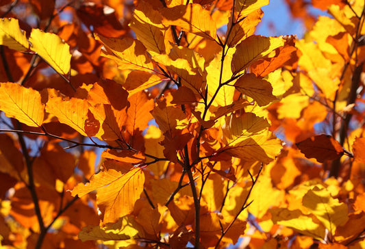 close up of an autumn tree branch with red leaves