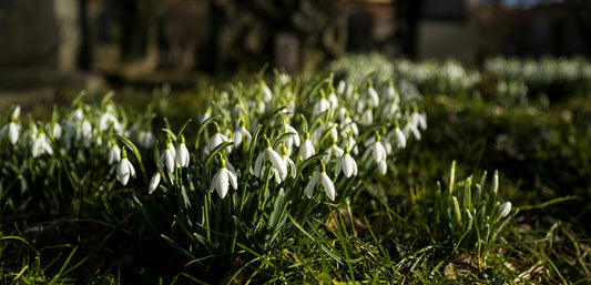 Snowdrops photo by Dieter K on Unsplash