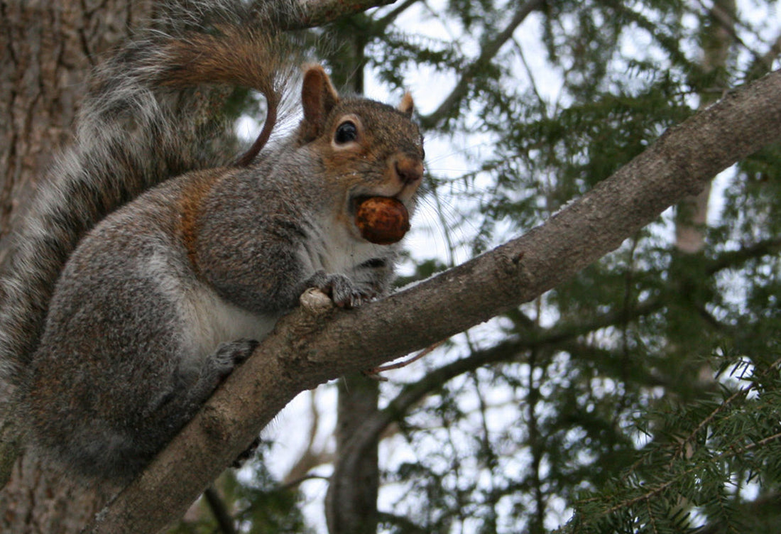 grey squirrel on a tree branch, with a nut in its mouth