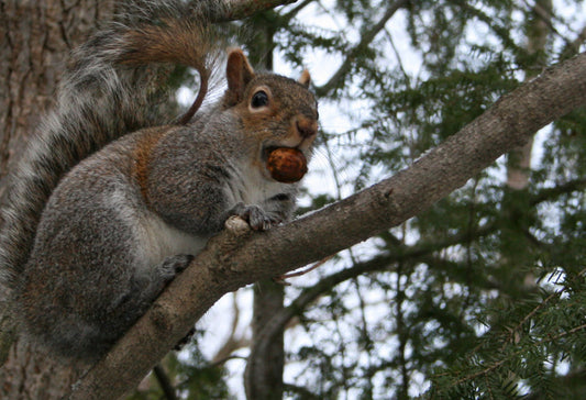 grey squirrel on a tree branch, with a nut in its mouth