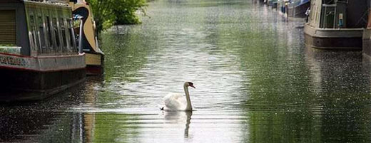 landscape image of a swan swimming down a canal