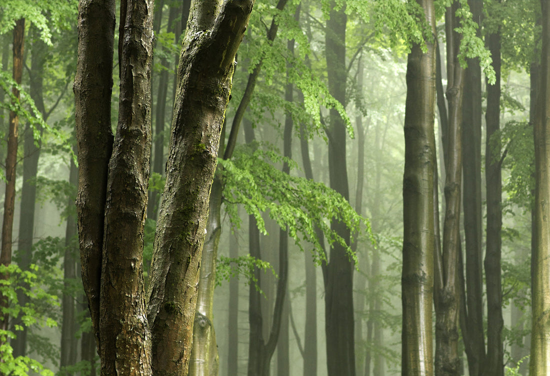 close up of tall forest trees with a light mist in the distance