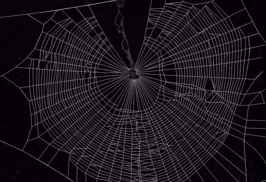 close up of a cobweb against a black background