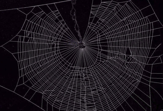 close up of a cobweb against a black background