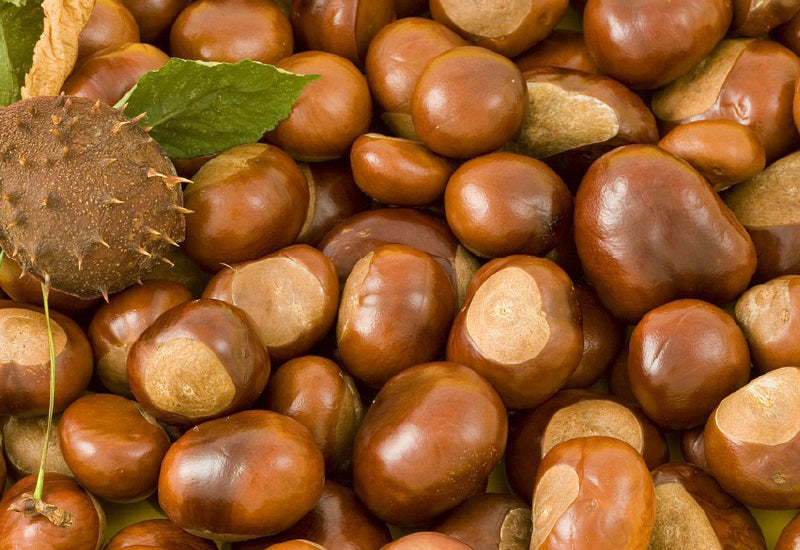 close up of shiny brown conkers and conker shell