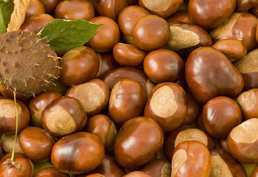 close up of shiny brown conkers and conker shell