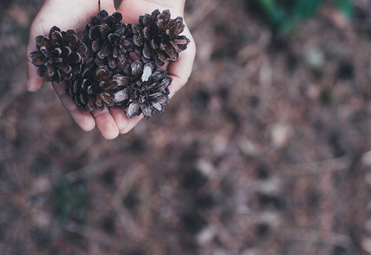 child's hands holding pine cones, against forest floor backdrop