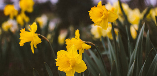 close up of yellow daffodils