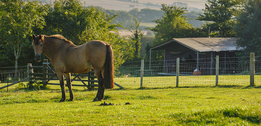 Brown horse standing on green grass in a fenced rural field with a barn in the background