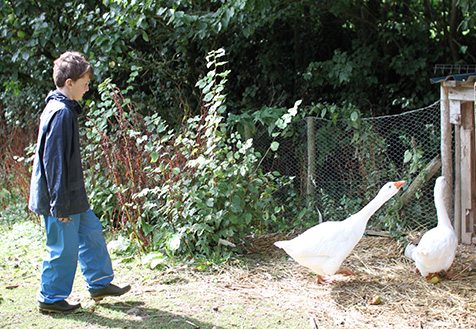 boy standing in a farmyard near white geese