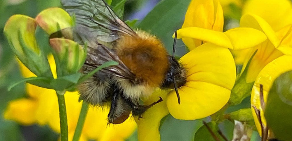 Close-up of a bumblebee pollinating bright yellow wildflowers outdoors