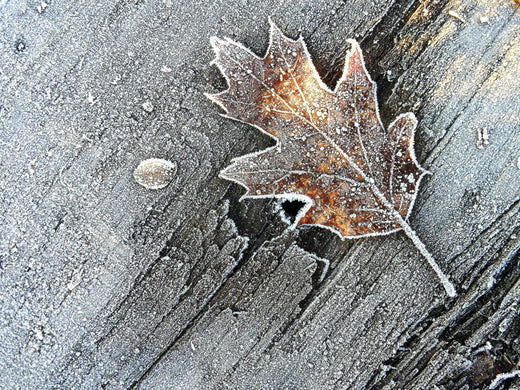 close up of a frosty leaf on a wooden log