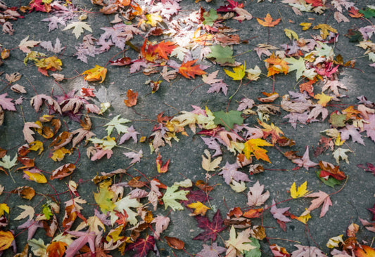 autumn leaves scattered on grey concrete ground
