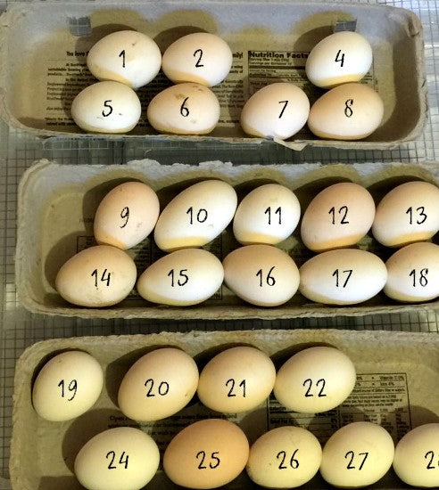 eggs in egg boxes, numbered from 1 to 28