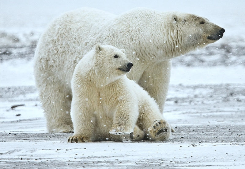 polar bears pictured against ice-covered background