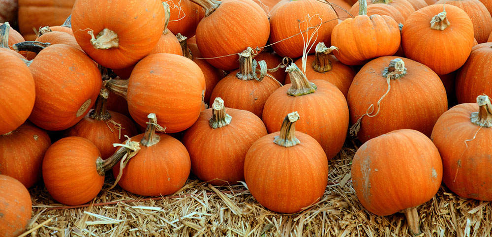 10 Best Pumpkin Patches to Visit