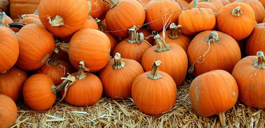 10 Best Pumpkin Patches to Visit