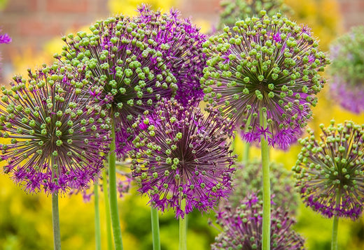 close up of purple alliums