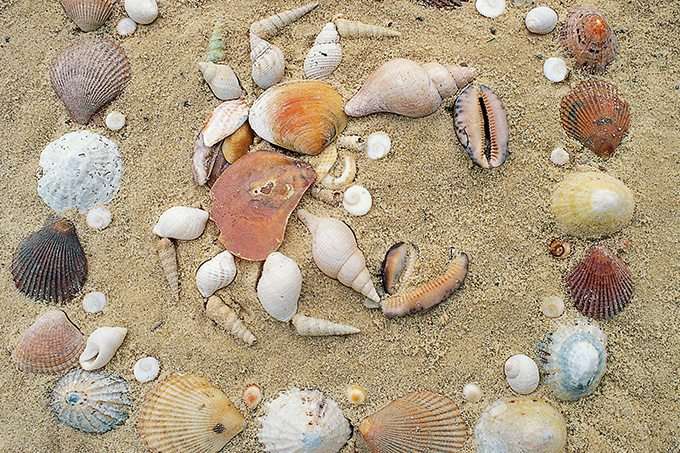 shells arranged in a pattern on a sandy beach