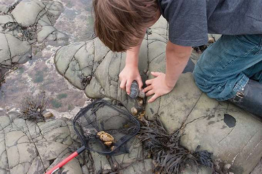 child playing in a rock pool with a fishing net