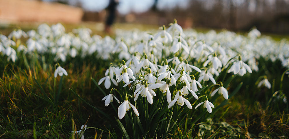 Top 10 Best Places To See Snowdrops In Britain