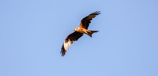 Red kite bird soaring in clear blue sky, wings spread wide.