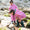 EcoLight Waterproof Lightweight Jacket Pink Starfish