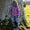 EcoSplash Fleece Lined Waterproof Jacket Pink